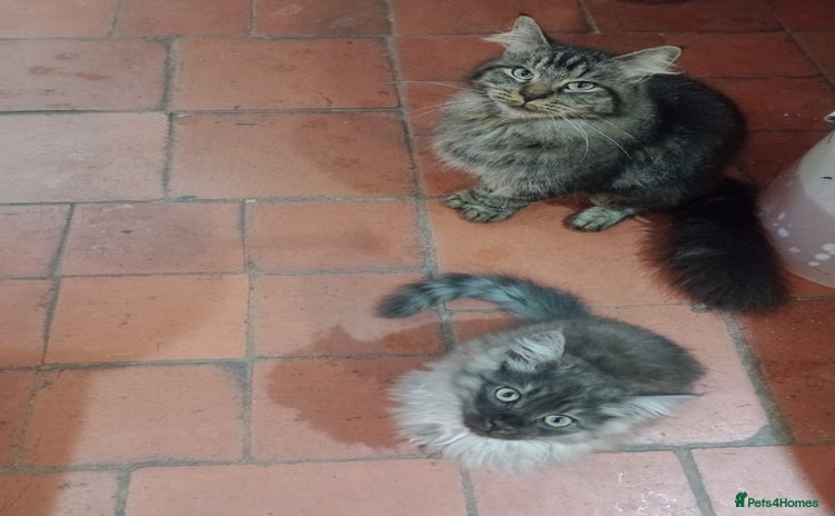 Maine Coon cats - Advert 8