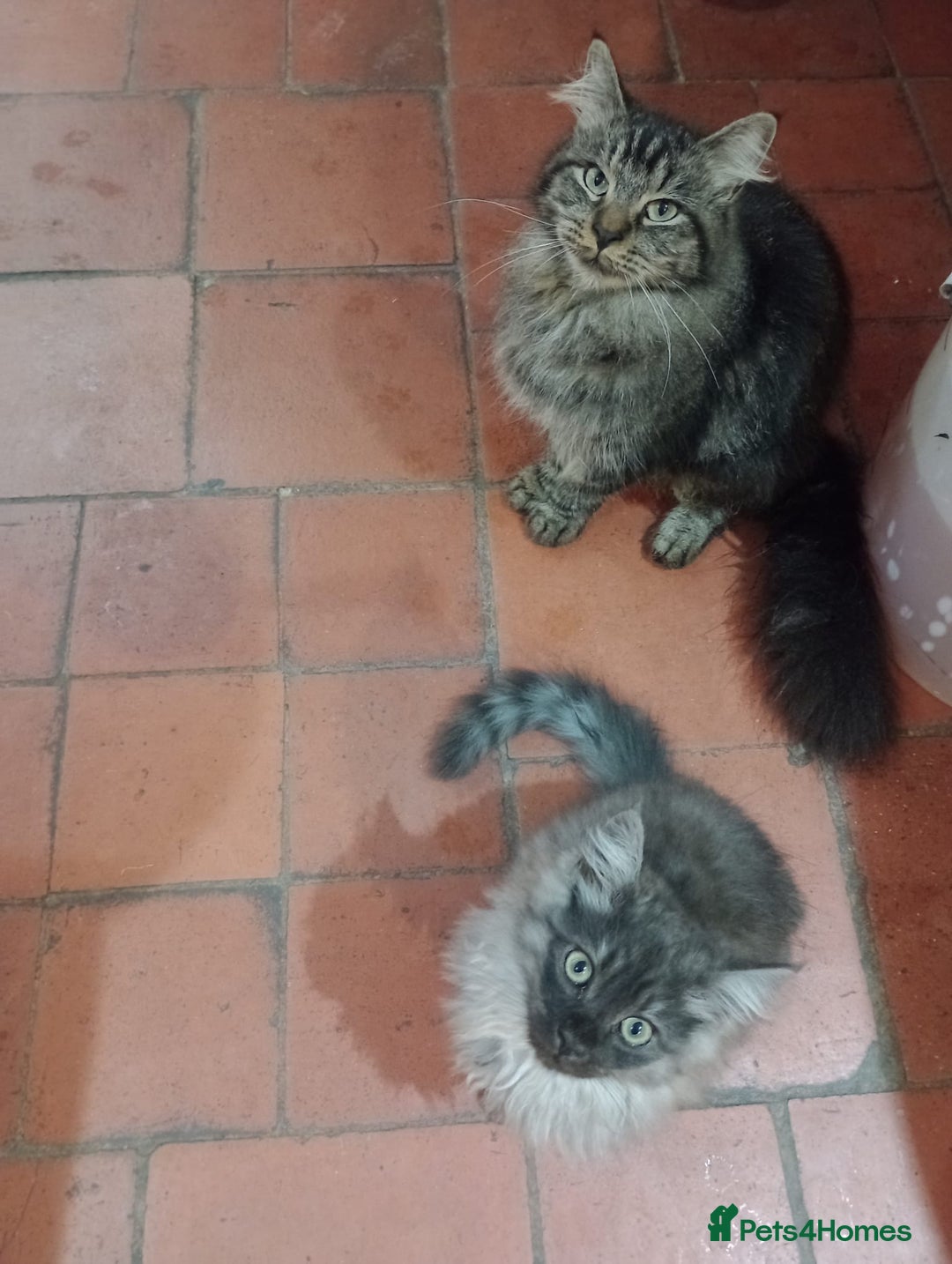 Maine Coon cats for sale: Male maine coon kitten. - Image 1