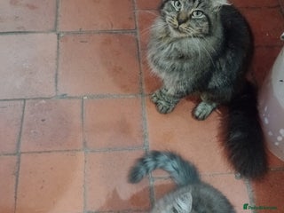 Maine Coon cats for sale - Advert 1