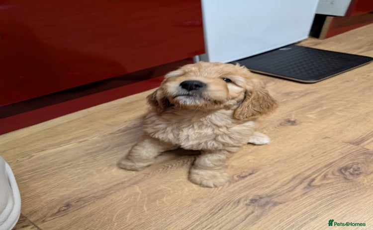 Goldendoodle dogs - Advert 3