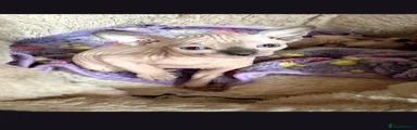 Sphynx 2