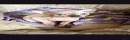 Sphynx cats for sale:  Sphynx Kittens with sky blue eyes  - Advert 3