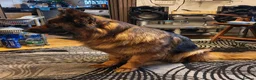 German Shepherd dogs for sale: German Shepherd - Advert 2