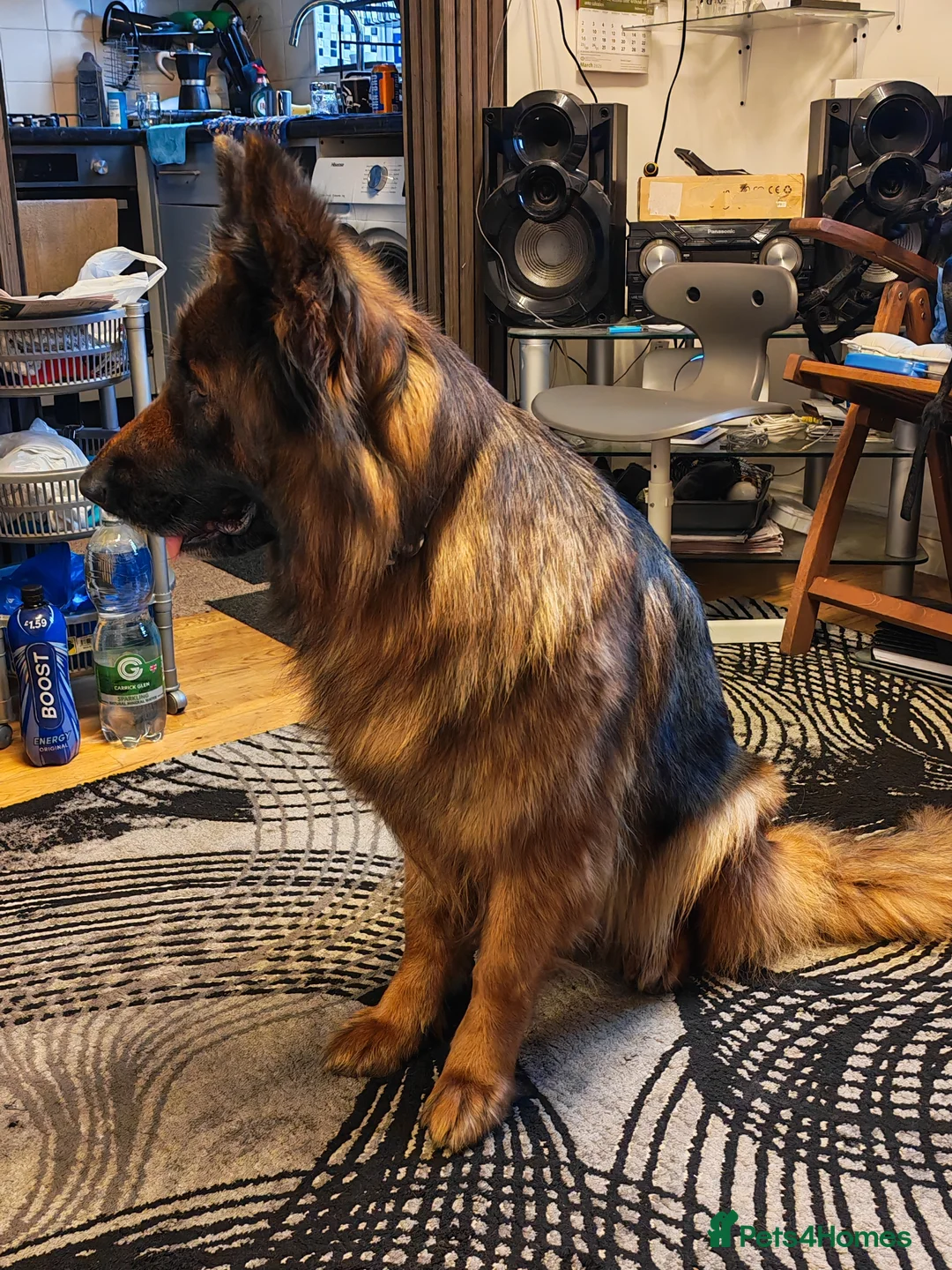 German Shepherd dogs for sale: German Shepherd - Advert 2