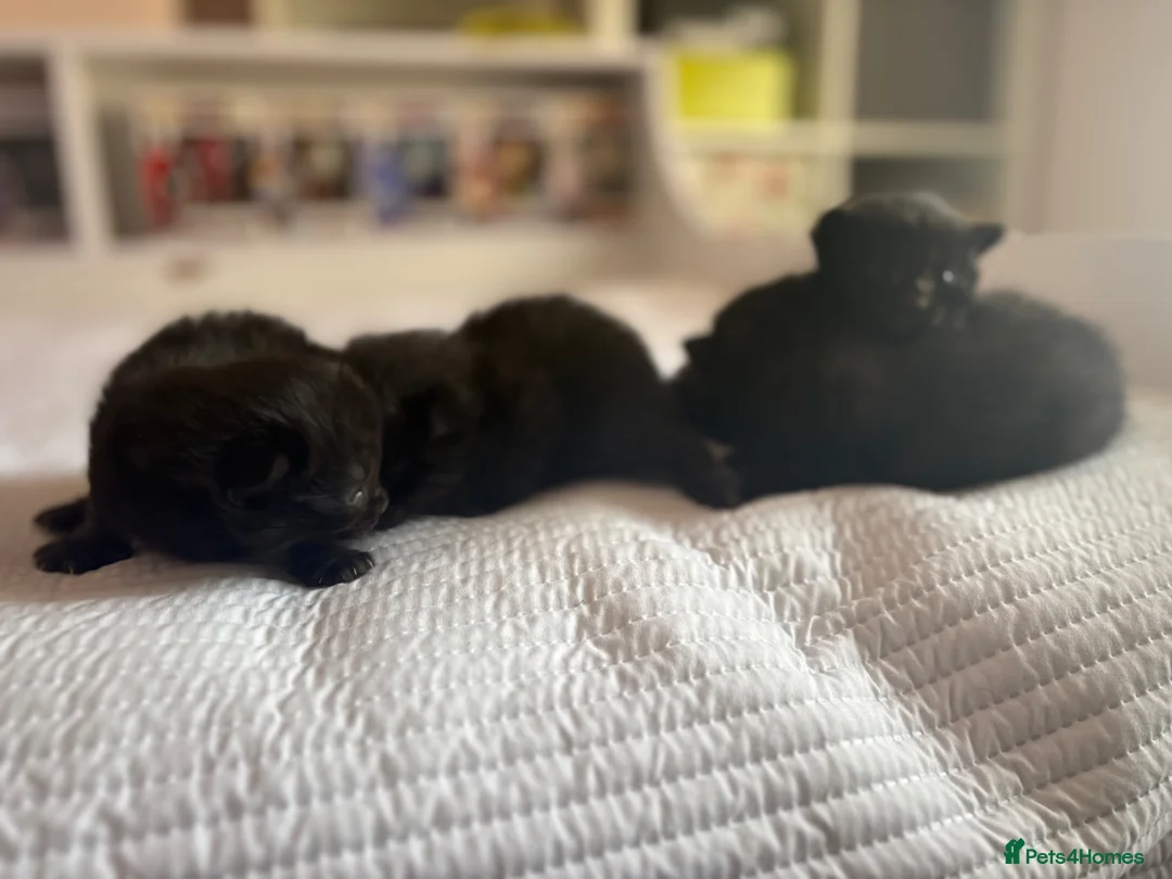 Mixed Breed cats for sale: Half Ragdoll kittens - 3 girls, 1 boy  - Advert 5