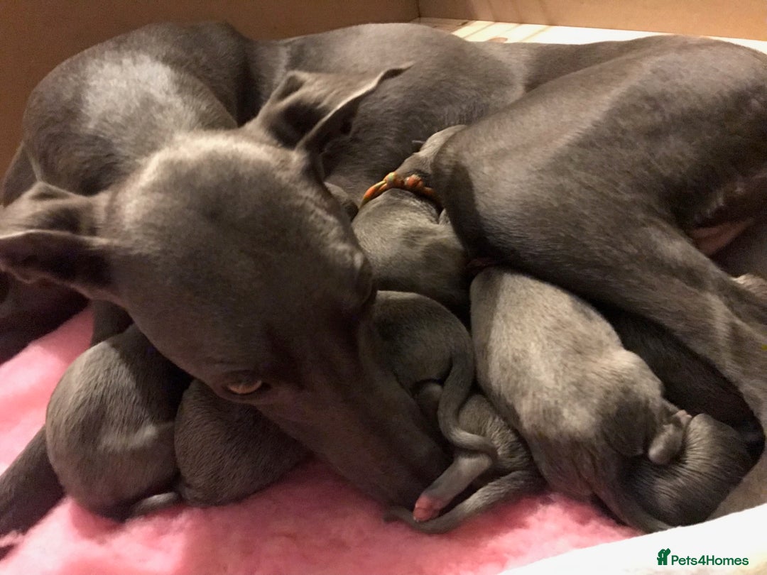 Whippet dogs for stud: Striking Blue Whippet for Stud in Banbury - Image 10