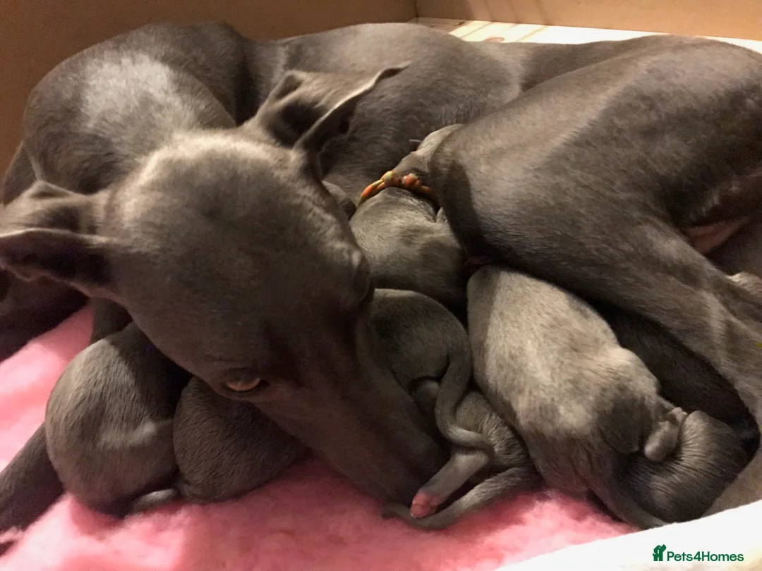 Whippet dogs for stud: Striking Blue Whippet for Stud in Banbury - Advert 10