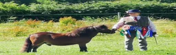 Shetland pony horses for sale: Registered miniature Shetland gelding - Advert 7