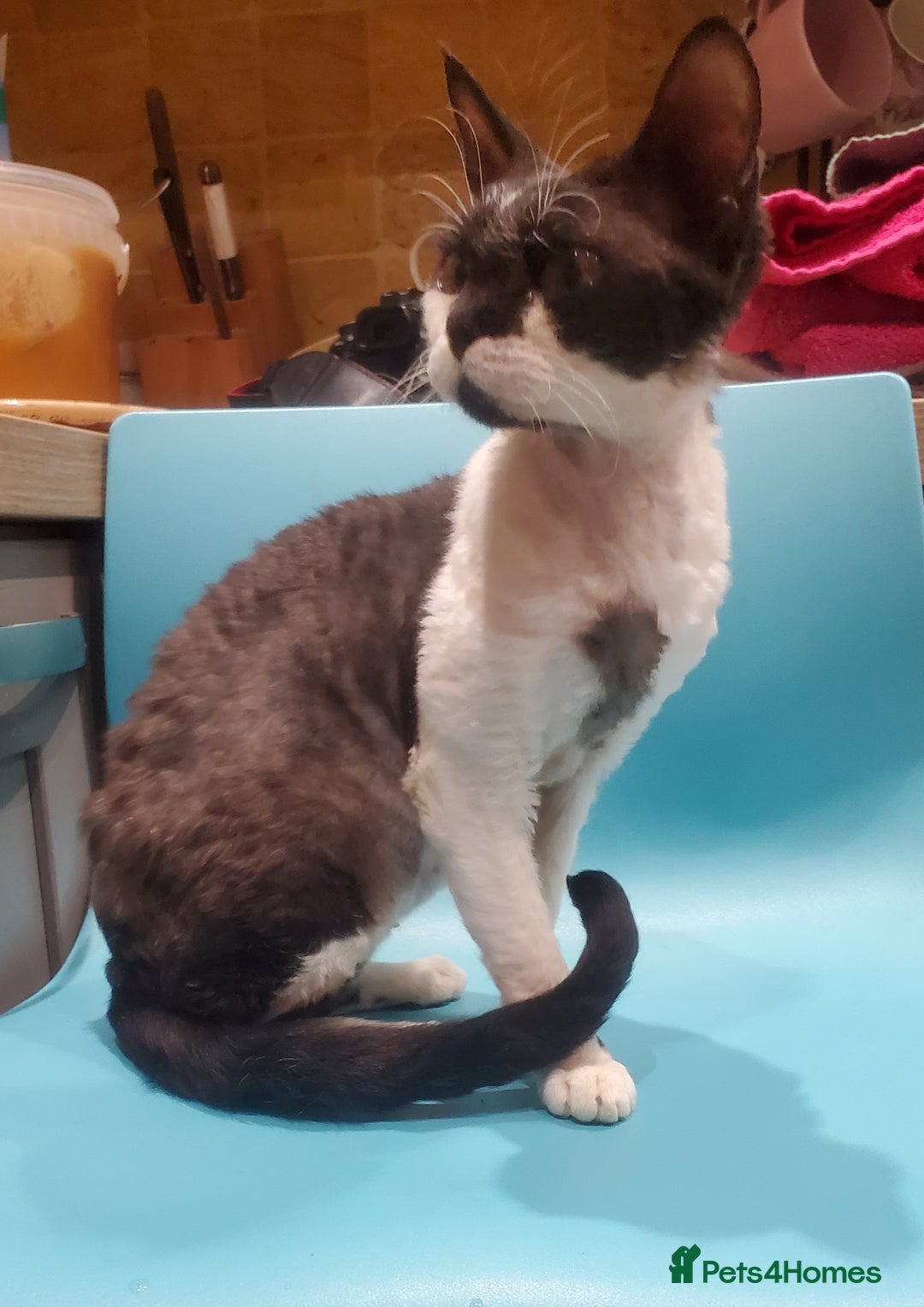 Devon Rex cats for sale: Young adult Devon Rex bicolor female - Advert 6