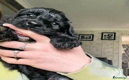 Cockapoo dogs for sale: Adorable Cockapoo Puppies - Image 4