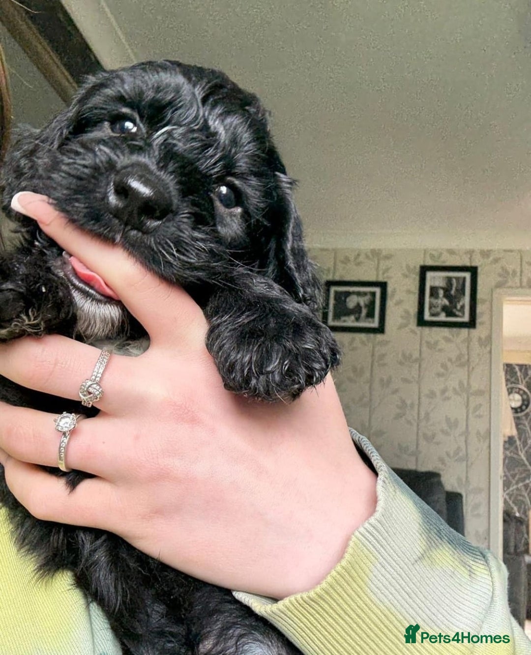 Cockapoo dogs for sale: Adorable Cockapoo Puppies - Image 4