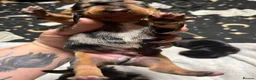 Mixed Breed dogs for sale: Stunning daxi cross pups  in Harleston - Advert 25
