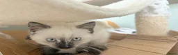 Mixed Breed cats for sale: Ragdoll-X-BSH - Advert 15