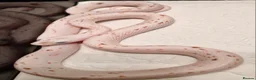 Corn Snake reptiles for sale: Corn snake palmettos  - Advert 2