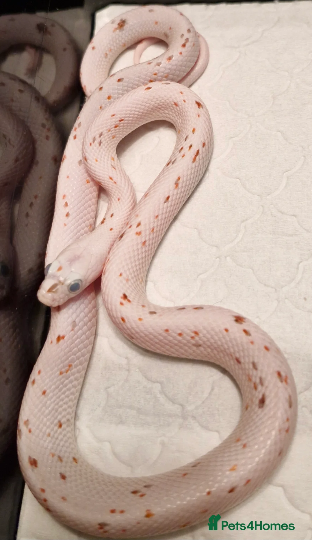 Corn Snake reptiles for sale: Corn snake palmettos  - Advert 2