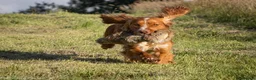 Cocker Spaniel dogs for stud: At STUD - Working Cocker - Advert 5