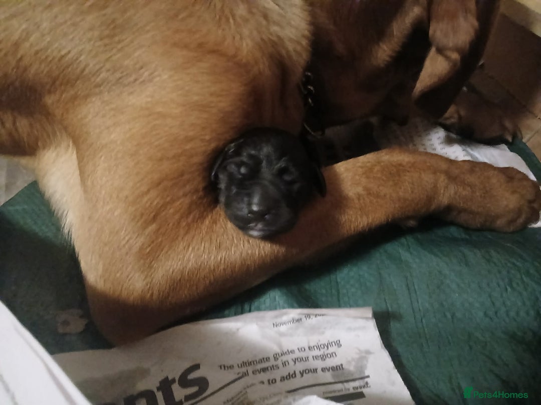 Labrador Retriever dogs for sale: Beautiful Labrador Puppies for sale - Advert 3