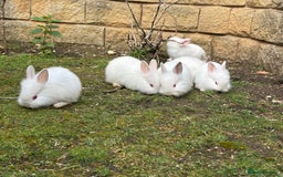 Lionhead rabbits for sale: Beautiful bunnies. in Chatham - Image 2
