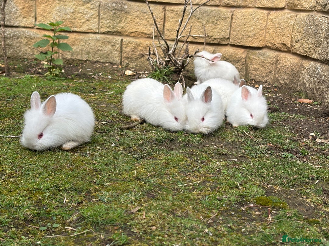 Lionhead rabbits for sale: Beautiful bunnies. in Chatham - Image 2