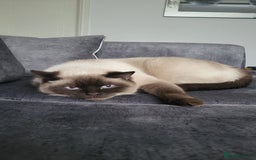 British Shorthair cats for sale: British short hair colour point - Image 5