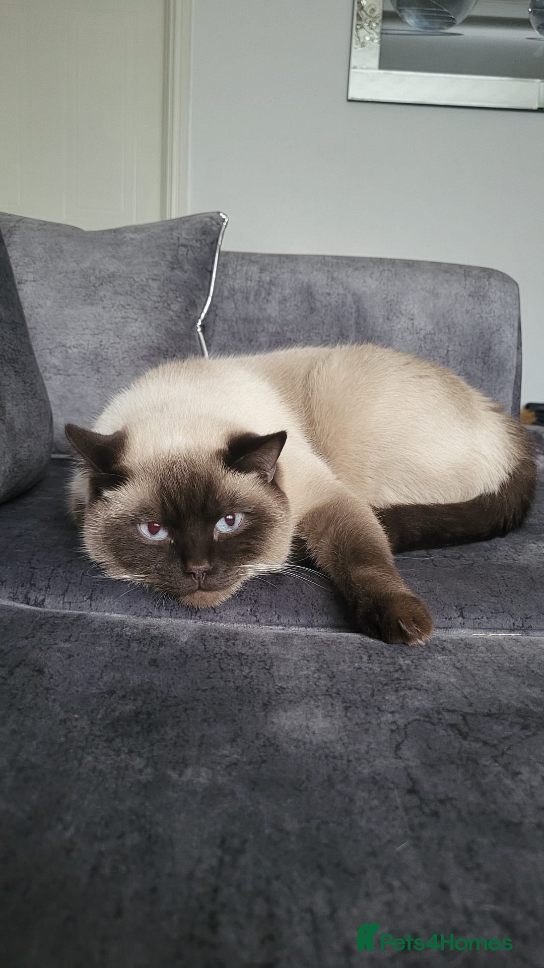 British Shorthair cats for sale: British short hair colour point - Image 5