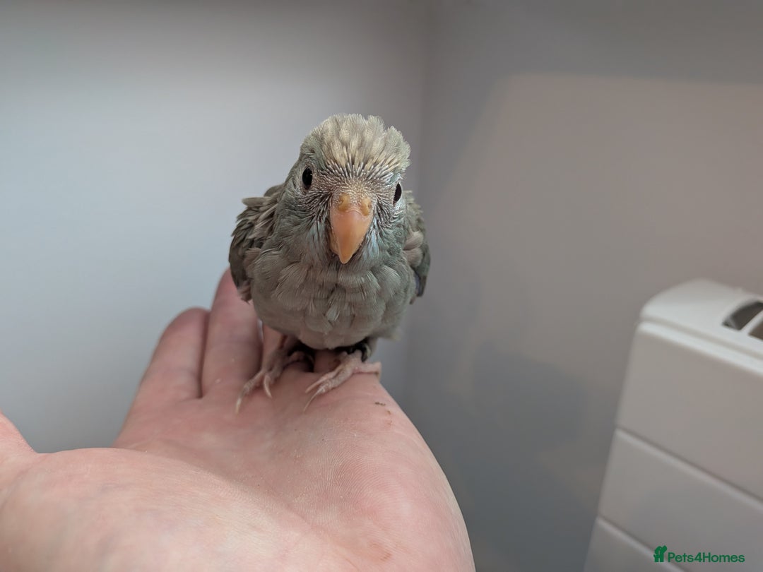 Parakeets birds for sale: Kakariki - Hand tame, ready to leave now - Image 3