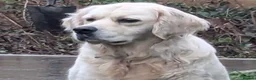 Golden Retriever dogs for sale: Kc reg cream 3 year old female  - Advert 5
