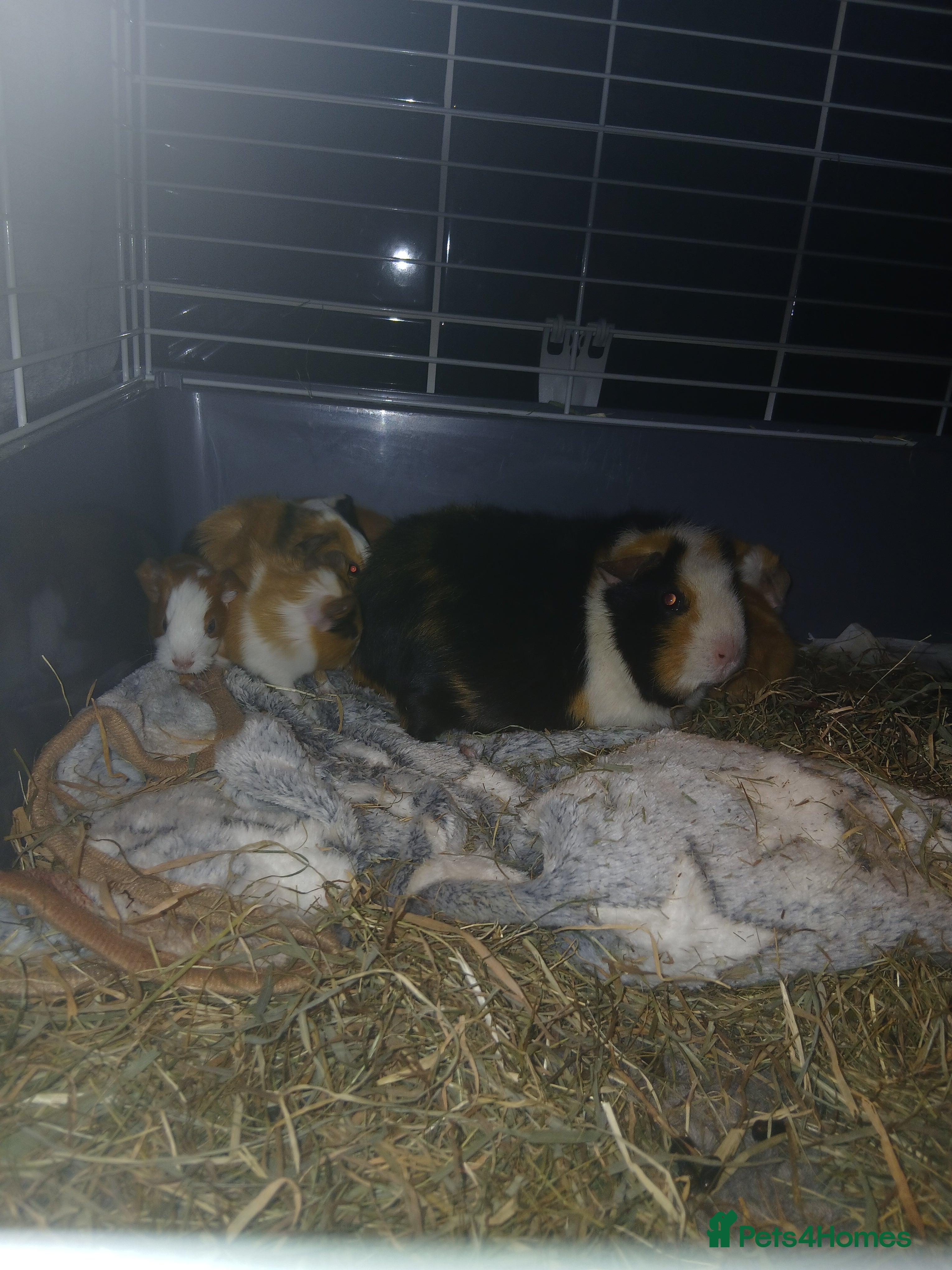 Guinea Pig rodents 3 female and 1 male £20 each  - Advert 1