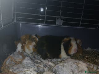 Guinea Pig rodents 3 female and 1 male £20 each - Advert 1