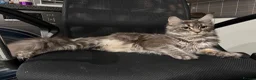 Maine Coon cats for sale: Blue Smoke Tabby Not Spayed  - Advert 5