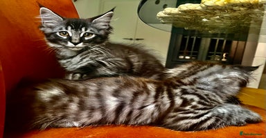 Maine Coon cats - Advert 8
