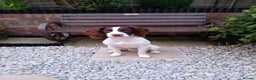 English Springer Spaniel dogs for stud: Liver and white springer spaniel.  - Advert 1