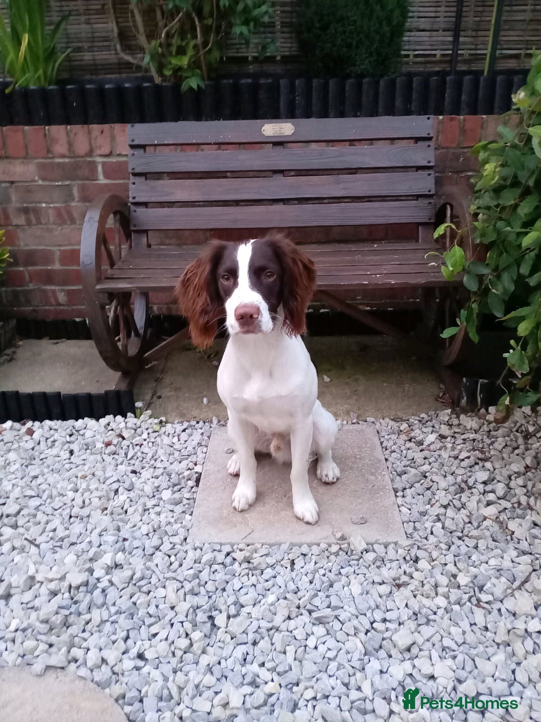 English Springer Spaniel dogs for stud: Liver and white springer spaniel.  - Advert 1