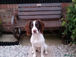English Springer Spaniel dogs Liver and white springer spaniel. - Advert 12