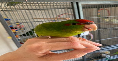 Parakeets birds - Advert 11