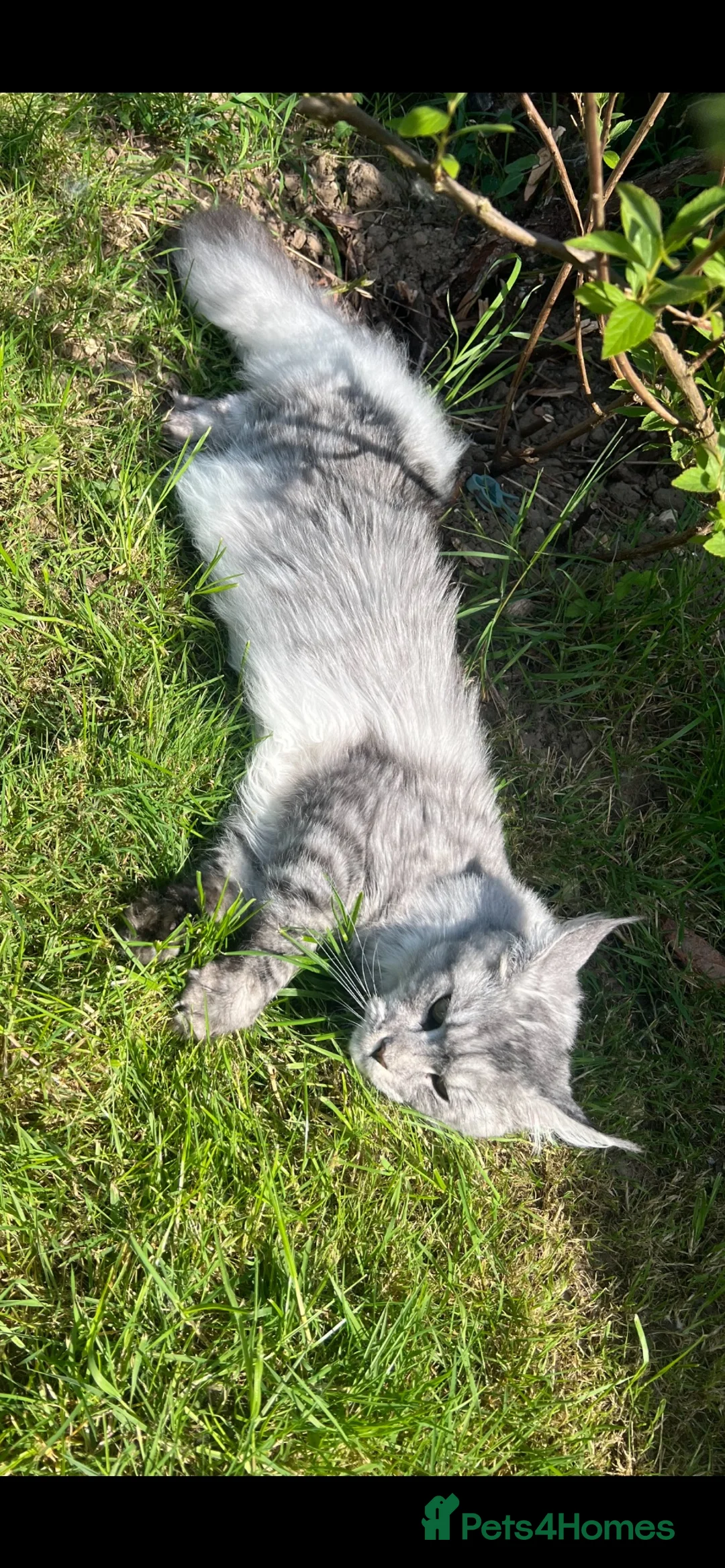 Maine Coon cats for sale: MAINE COON KITTENS DUE! 🤩 in Boston - Advert 6