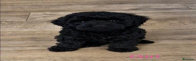 Cockapoo 5