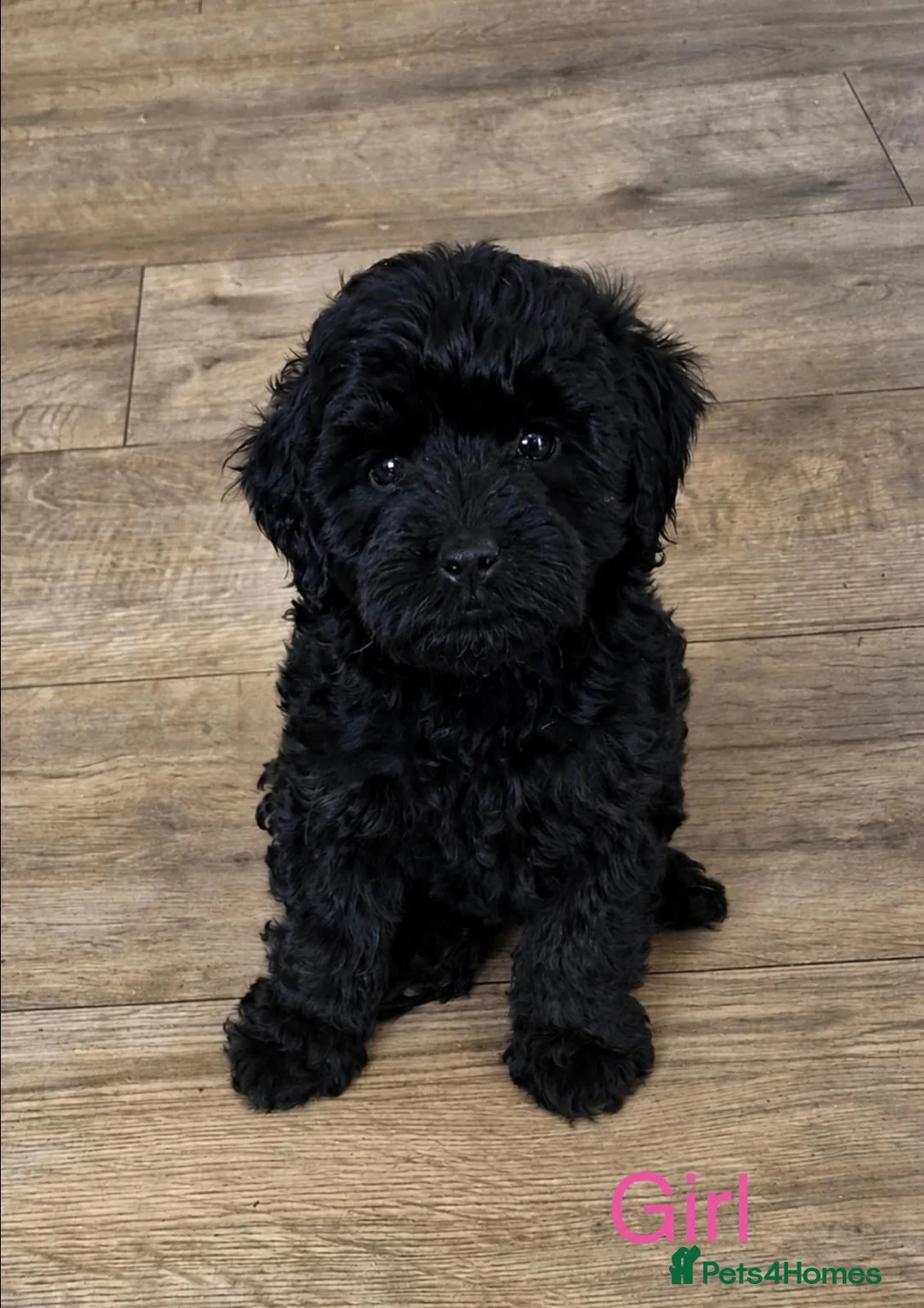 Cockapoo dogs for sale: F1B Miniature Poodle x Cockapoo  - Advert 17