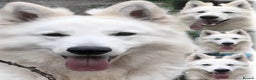 White Swiss Shepherd dogs for stud: Benny fully Health Tested White Swiss Shepherd in Wisbech - Advert 4