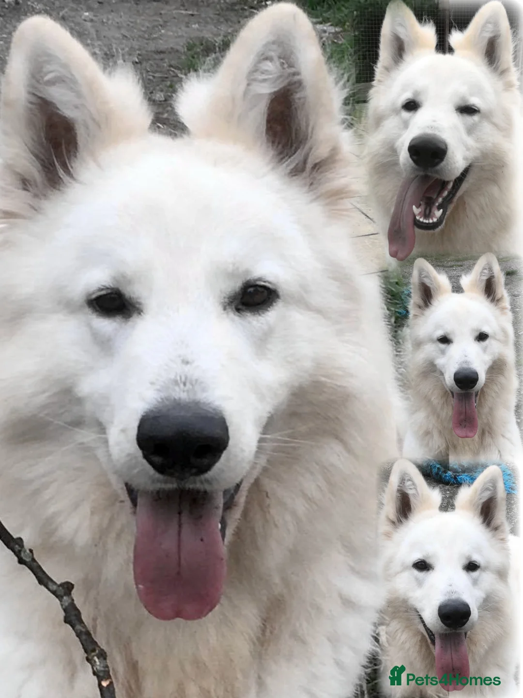 White Swiss Shepherd dogs for stud: Benny fully Health Tested White Swiss Shepherd in Wisbech - Advert 4