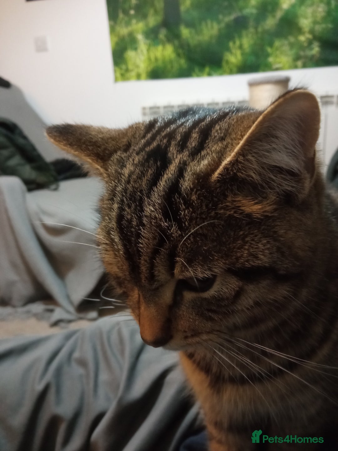 Mixed Breed cats for sale: Mixed Breed Male Brown Tabby  - Advert 3