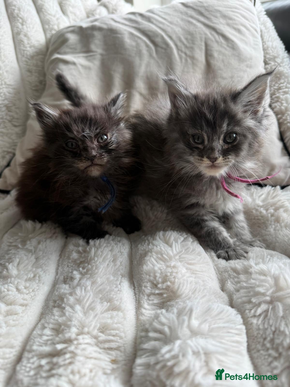 Maine Coon cats Maine Coon kittens ✨ Looking for forever homes - Advert 1