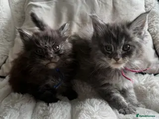 Maine Coon cats Maine Coon kittens ✨ Looking for forever homes - Advert 4