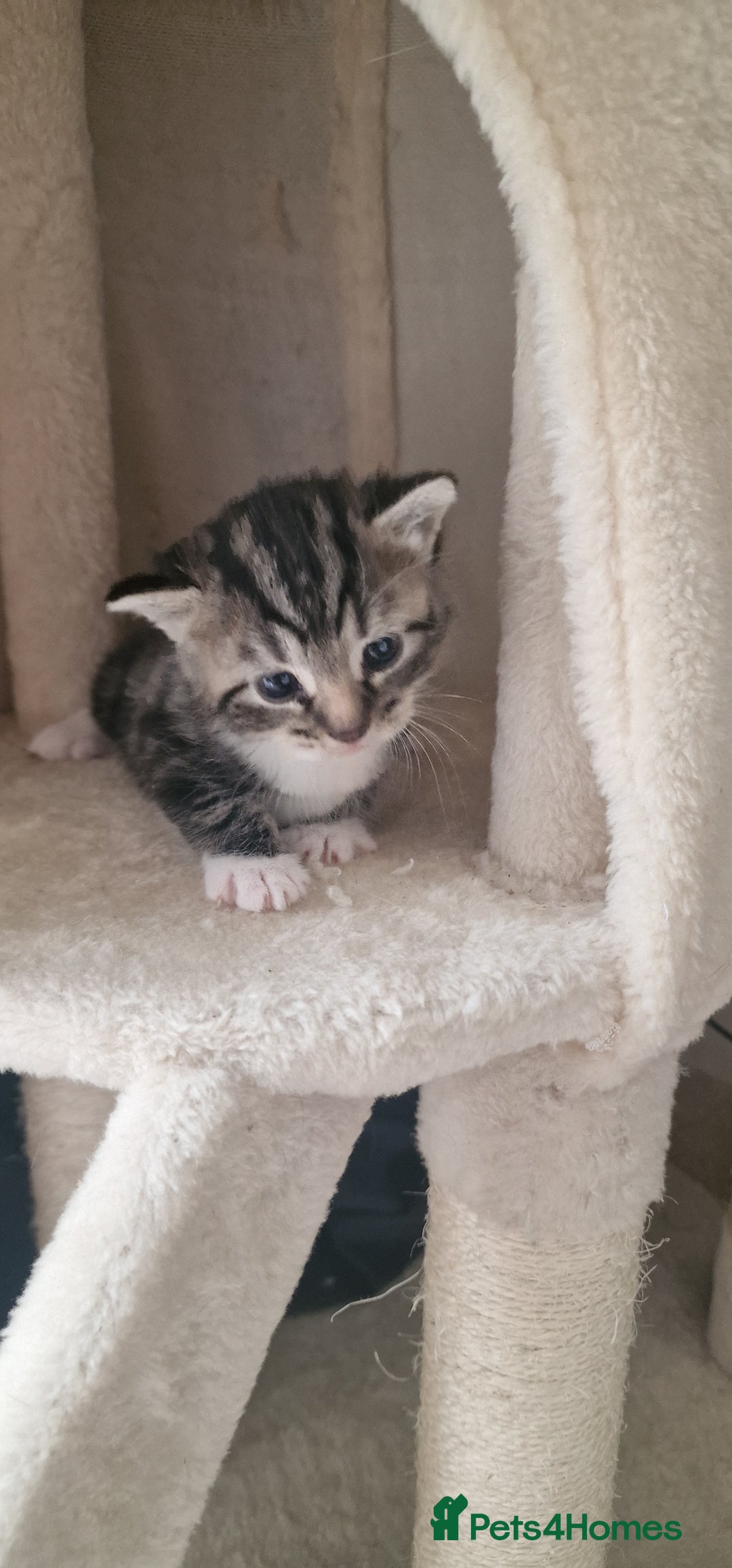 Mixed Breed cats for sale: Eu**an Short Haired Kittens - Image 1