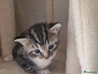 Mixed Breed cats - Advert 26