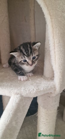 Mixed Breed cats - Advert 16