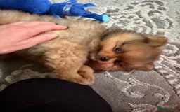 Pomeranian dogs for sale: Adorable Pomeranian Puppies – Orange Sable - Image 8