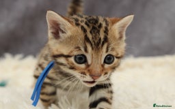 Bengal cats for sale: 🔥Stunning Bengals ready for reservation🔥 - Image 6