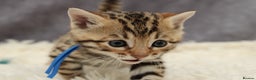 Bengal cats for sale: 🔥Stunning Bengals for reservation only 2 left🔥 - Advert 23