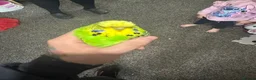 Budgerigars birds for sale: Budgies in West Bromwich - Advert 4